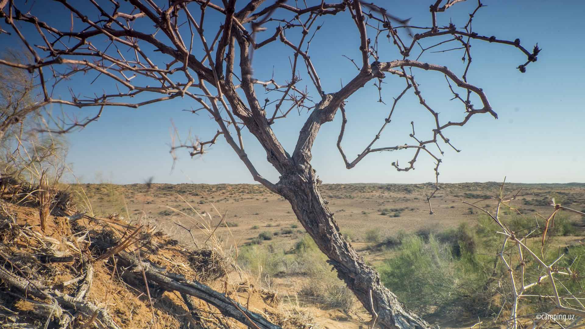 Kyzyl-Kum desert. Uzbekistan.